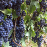 Foto 2012 2921907872