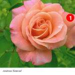 Foto 2013 4159867638