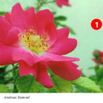 Foto 2013 3370943214