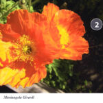 Foto 2013 1806619940