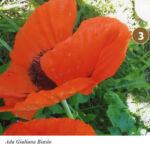 Foto 2013 2375574692