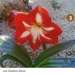 Foto 2013 1223717494