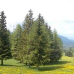 Foto 2013 3880233843