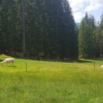 Foto 2017 1180459964