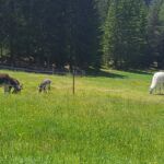 Foto 2017 3587593836