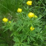 Foto 2017 3824777158