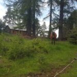 Foto 2017 3709697003