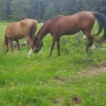 Foto 2017 3076350157