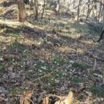 Foto 2018 1282393386