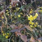 Foto 2018 3457066666