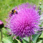 Foto 2018 3125107912