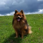 Foto 2019 2022946056