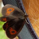 Foto 2019 2138182953