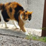 Foto 2019 2782288576