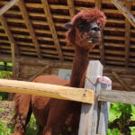 Foto 2020 2266854853