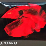 Foto 2020 3869405882