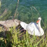 Foto 2020 3354213466