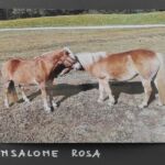 Foto 2021 411172207