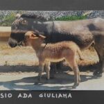 Foto 2021 4198117575
