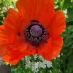 Foto 2021 3182644427