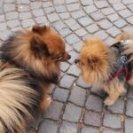 Foto 2022 3061785795