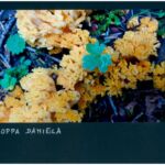 Foto 2023 2998083348