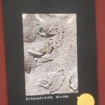 Foto 2023 2299151048