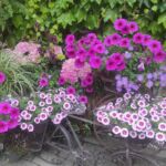 Foto 2023 2471904681