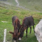 Foto 2023 3417724368